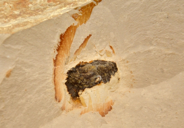 Stück vom Steinheimer Meteoriten gefunden